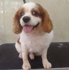 Bruss after grooming