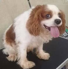 Bruss before grooming