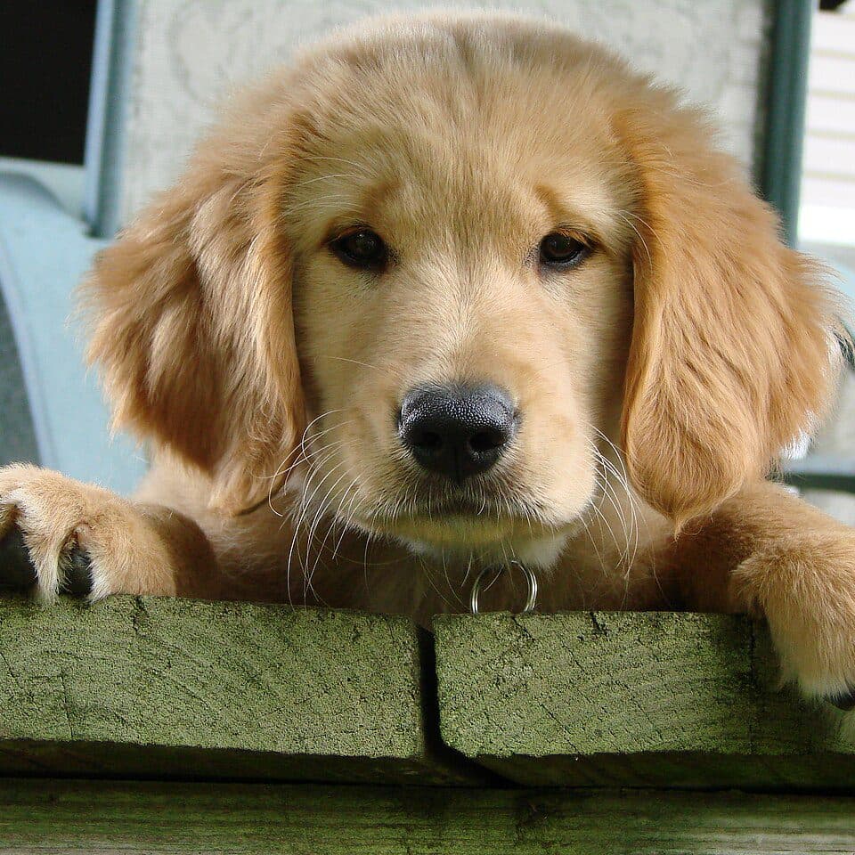 A golden retriever puppy resting its paws on a bench