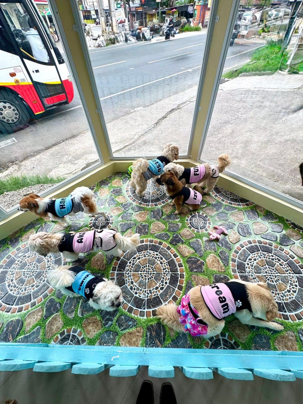 Small dogs in FurLab shirts playing in the window-side play area