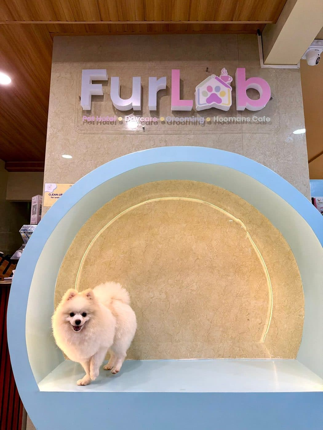 A white Pomeranian posing in FurLab's round photo nook
