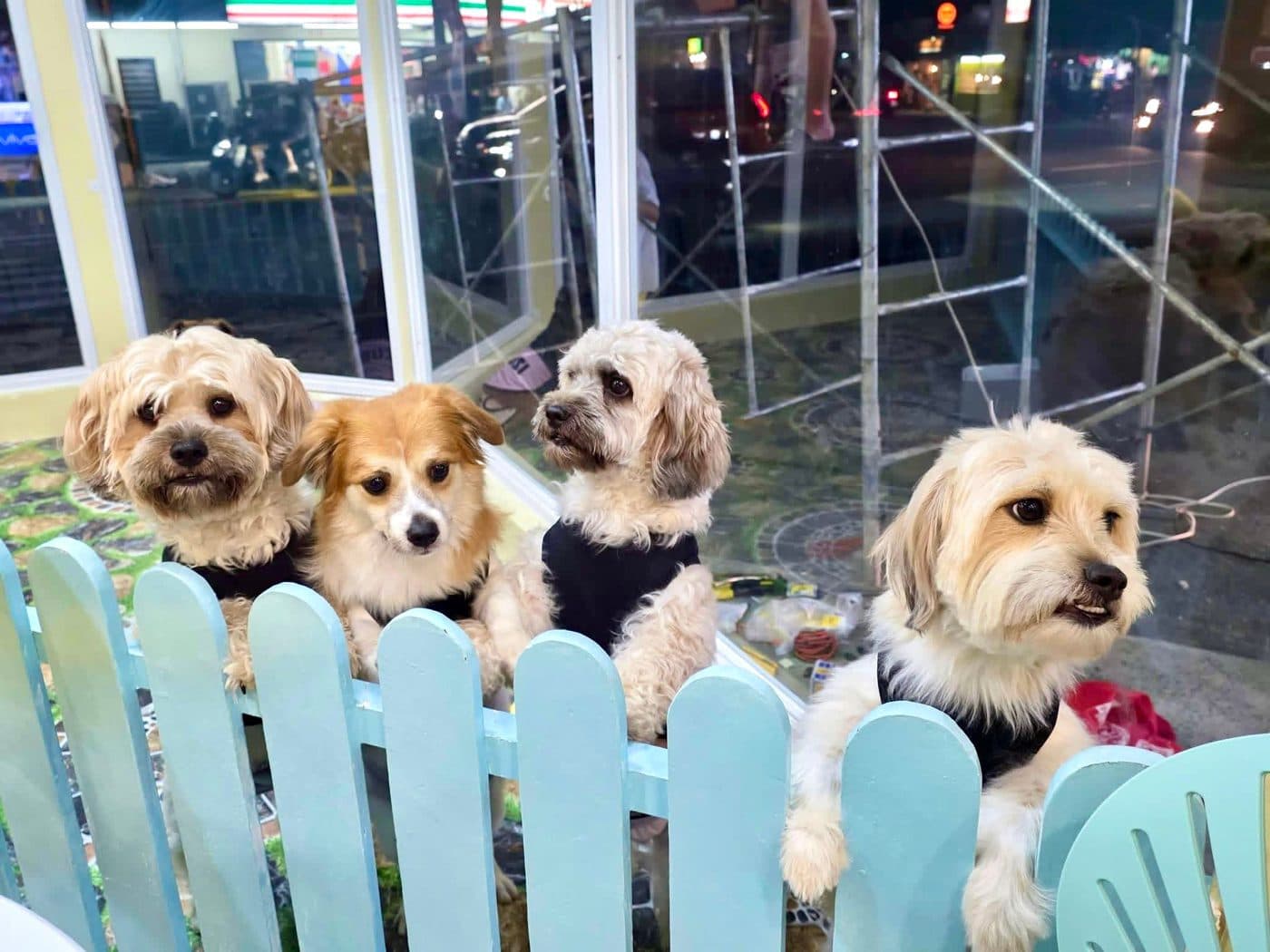 Four fluffy dogs peeking over a blue picket fence at FurLab
